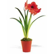 Amaryllis bulbs