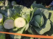 Osceola Cabbage (Treated Seed)