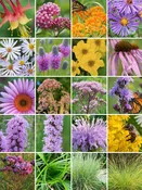 64 Plant Butterfly Garden