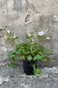 Balkan Cranesbill (Geranium macrorrhizum)