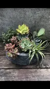 Succulent Garden