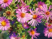 Aster, New England