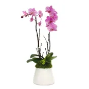 Ivy — Cactus & Tropicals