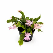 Christmas Cactus (Pink)