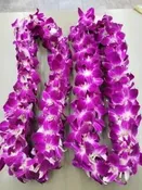 2 DBL SIZE GRADUATION LEIS