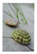 11 3/4″ Seashell Urchin Canvas Print – Hanging Wall Decor