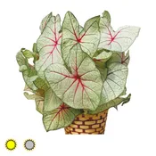 White Queen