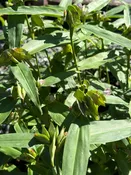 Commelina virginica / VIRGINIA DAYFLOWER — Franks Perennial Border