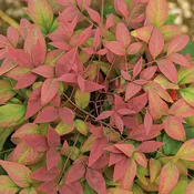 Blush Pink™ Nandina