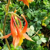 Aquilegia Wild Red Columbine - Pint Pot - 1 Plant