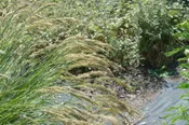 Achnatherum calamagrostis  Silver spike grass Z 5-8