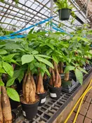 4″ Money Tree