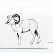 Big Horn Sheep Card