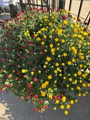 12" TriColor Annual Mum Patio Pot