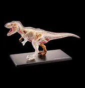 4D Vision T-Rex Model