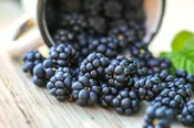 Blackberry