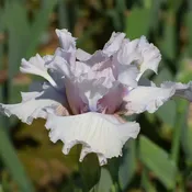 Air Time Bearded Iris