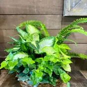 Green Dish Garden - Woven Basket