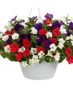 MAINSTREET USA- 12" ANNUAL HANGING BASKET
