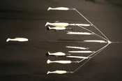6 Arm 6" Shad & Eel Combo