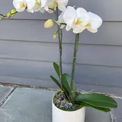 Classic Orchid