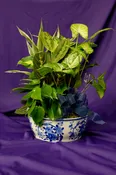 Dish Garden — Chapmans Flowers 931-363-1542