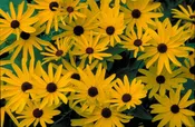 Black Eyed Susan