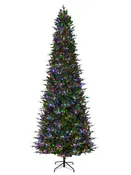 Alberta Slim Spruce 12'