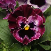 'Frizzle Sizzle Raspberry' Ruffled Pansy (Viola)