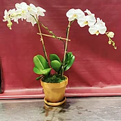 Double stem white phalaenopsis orchid planting with bamboo, raffia & moss