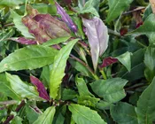 1 lb Okinawa Spinach (Gynura crepioides)