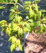 Acer palmatum 'Beni hagaromo' Red Feather Leaf Japanese Maple