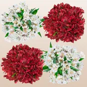 Alstroemeria Winter Mix