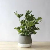Philodendron hope - Table top plant in Ash ceramic pot