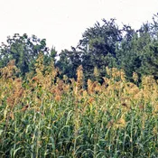 Egyptian Wheat