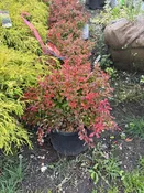 Admiration Barberry