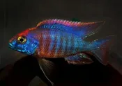 Apache Peacock