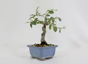 Chinese Elm in a Glazed Pot