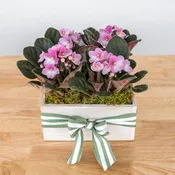 African Violet Box
