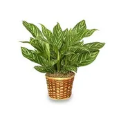 Chinese Evergreen Plant