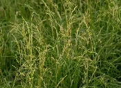 Fawn Tall Fescue