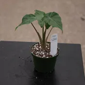 Alocasia 'Low Rider'