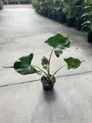 Alocasia 'Stingray' — Excelsa Gardens