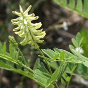 Canada Milk Vetch (Astragalus canadensis)
