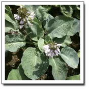 Abraham Lincoln Hosta