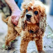 153 Animals Rescued From Hoarding Horrors Are Now Fighting for Their Lives