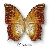 Charaxas Butterfly