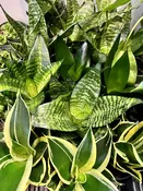 4"  snake plants assorted — the plant gays