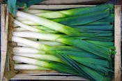 American Flag Leek Seeds