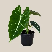Alocasia Frydek (Alocasia Micholitziana ‘Frydek’) – 6 Inch Indoor Houseplant